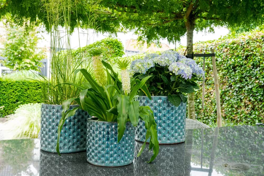 Co posadzić w donice na tarasie? Praktyczne porady i inspiracje dla każdego.